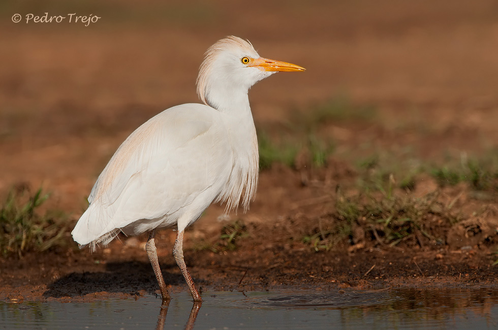 Garcilla Bueyera (Bubulcus ibis)